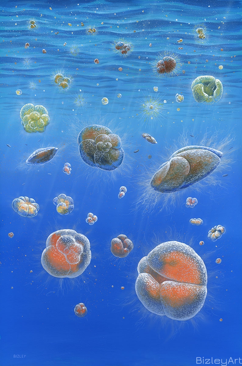 1807 Miocene Foraminifera 15 million years ago