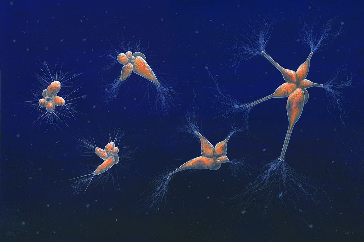 1805 Foraminifera Evolution