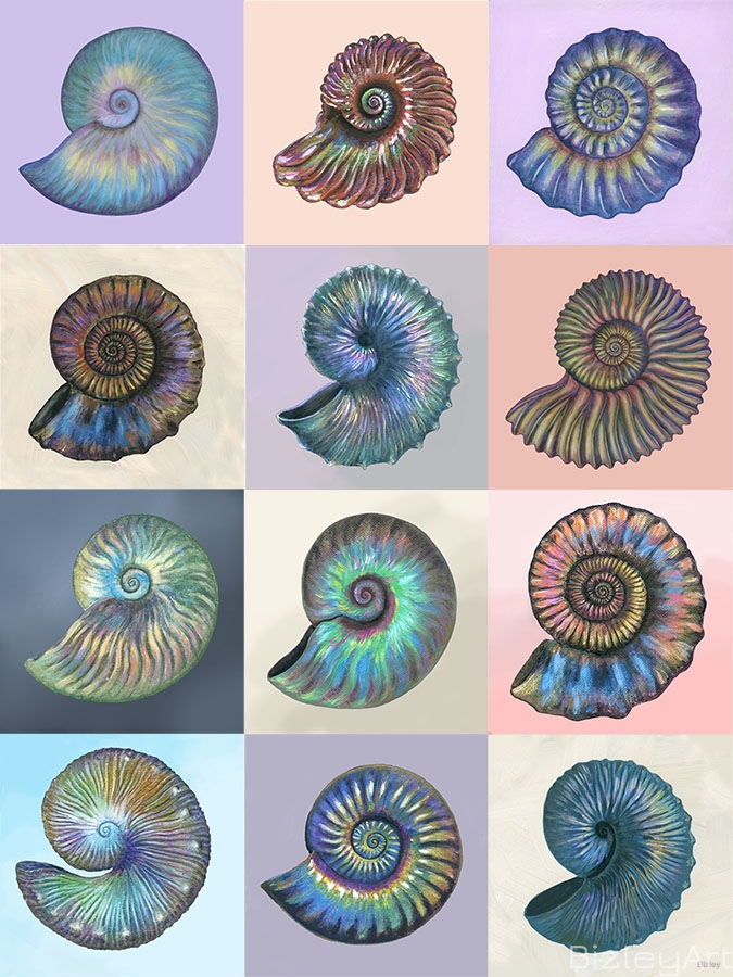 2215 12 x  Iridescent Ammonites and Nautiluses