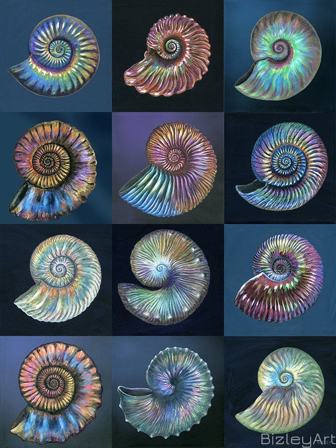 2216 12 x Ammonites and Nautiluses