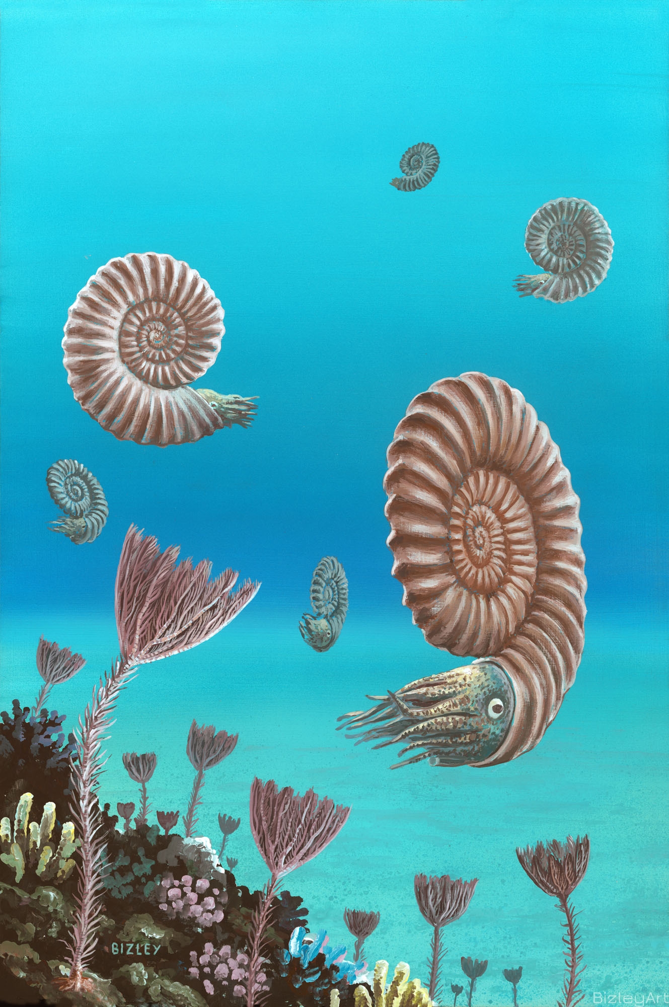 1111 Swimming Ammonites 