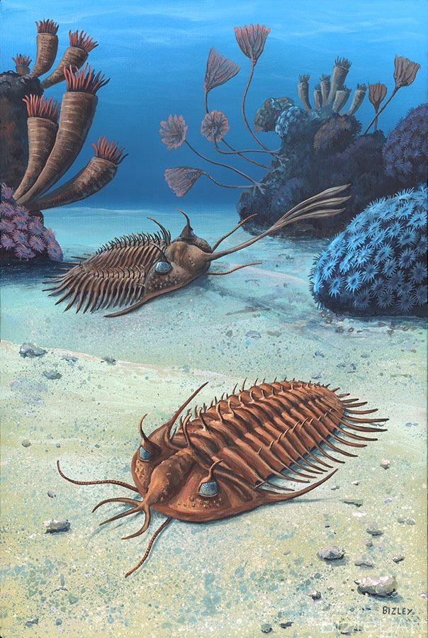 1325 Devonian Trilobites
