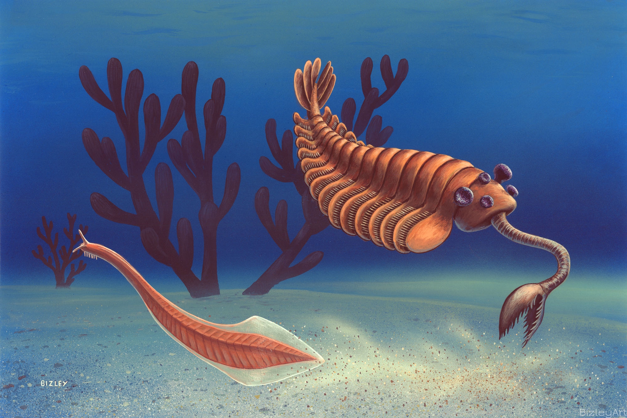 0531 Opabinia