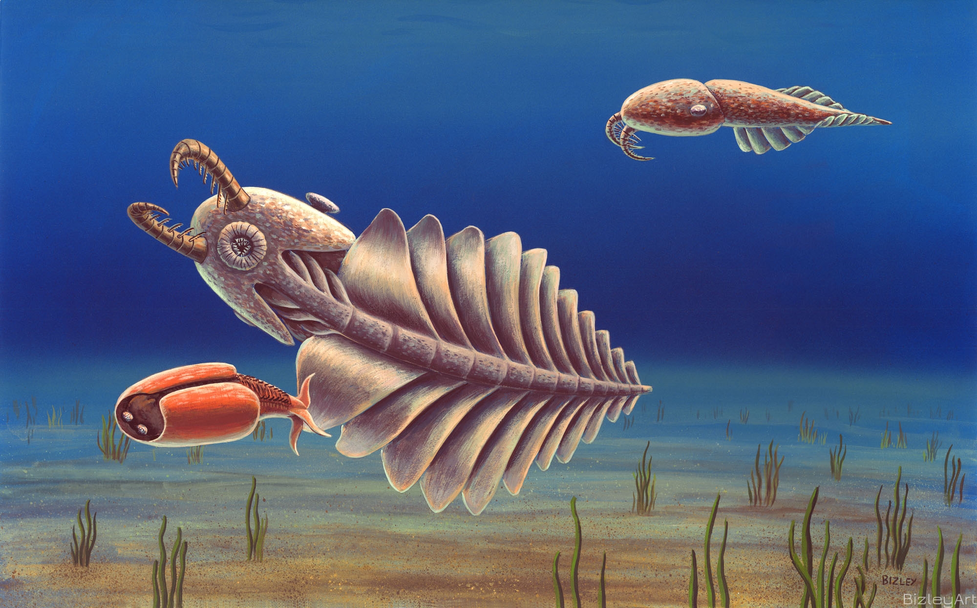 0533 Anomalocaris