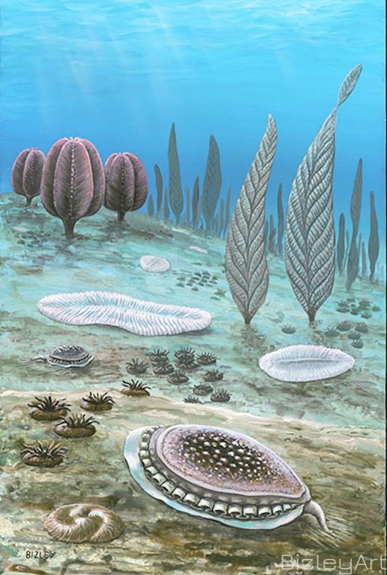 1508 Ediacara White Sea Assemblages