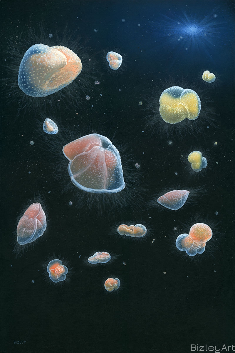1809 Foraminifera - Recent