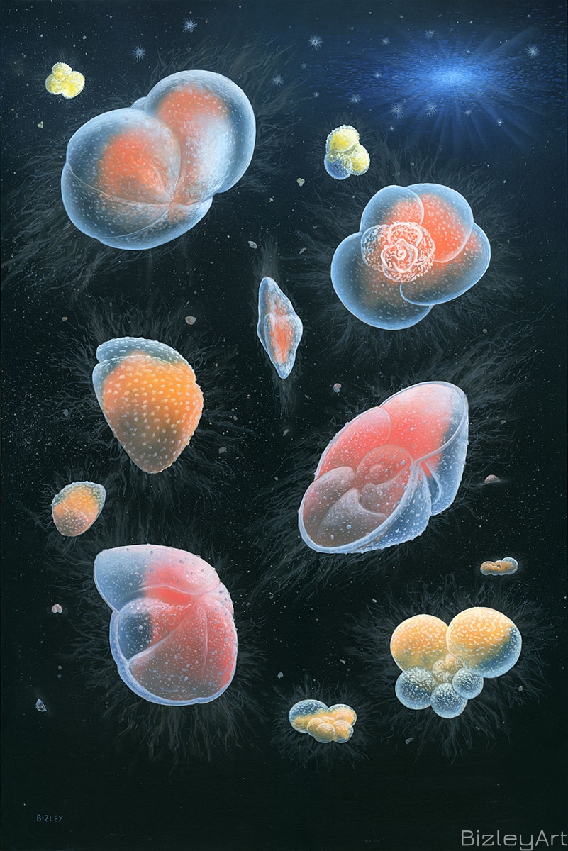 1810 Foraminifera - Recent