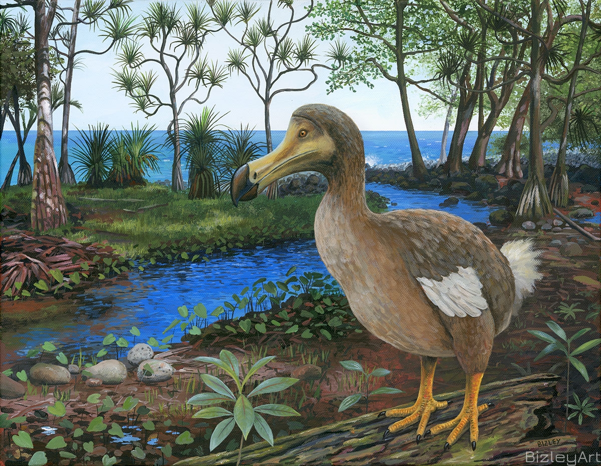2016 Dodo