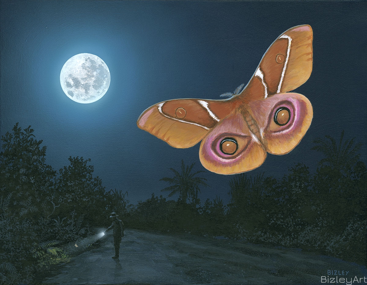 2103 Madagascan Emperor Moth