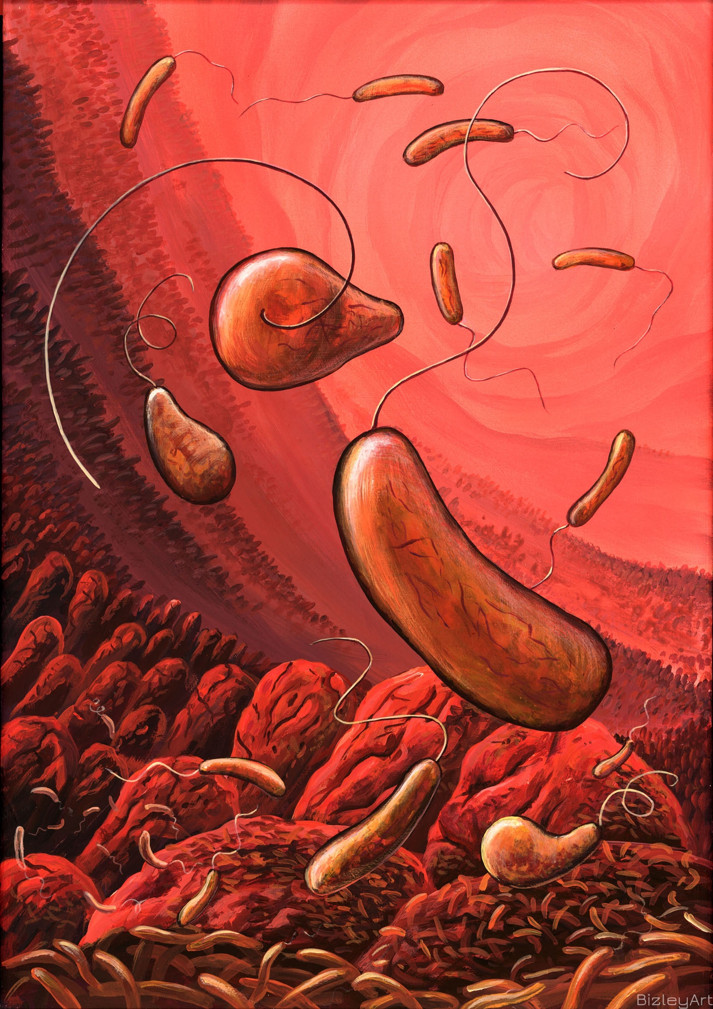 0908 Cholera Bacteria in Small Intestine 