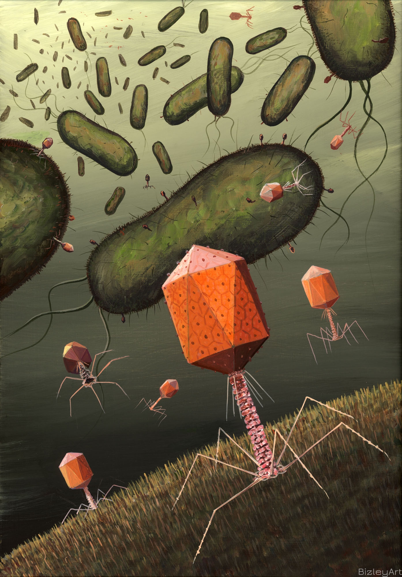 0906 Bacteriophage on E Coli 