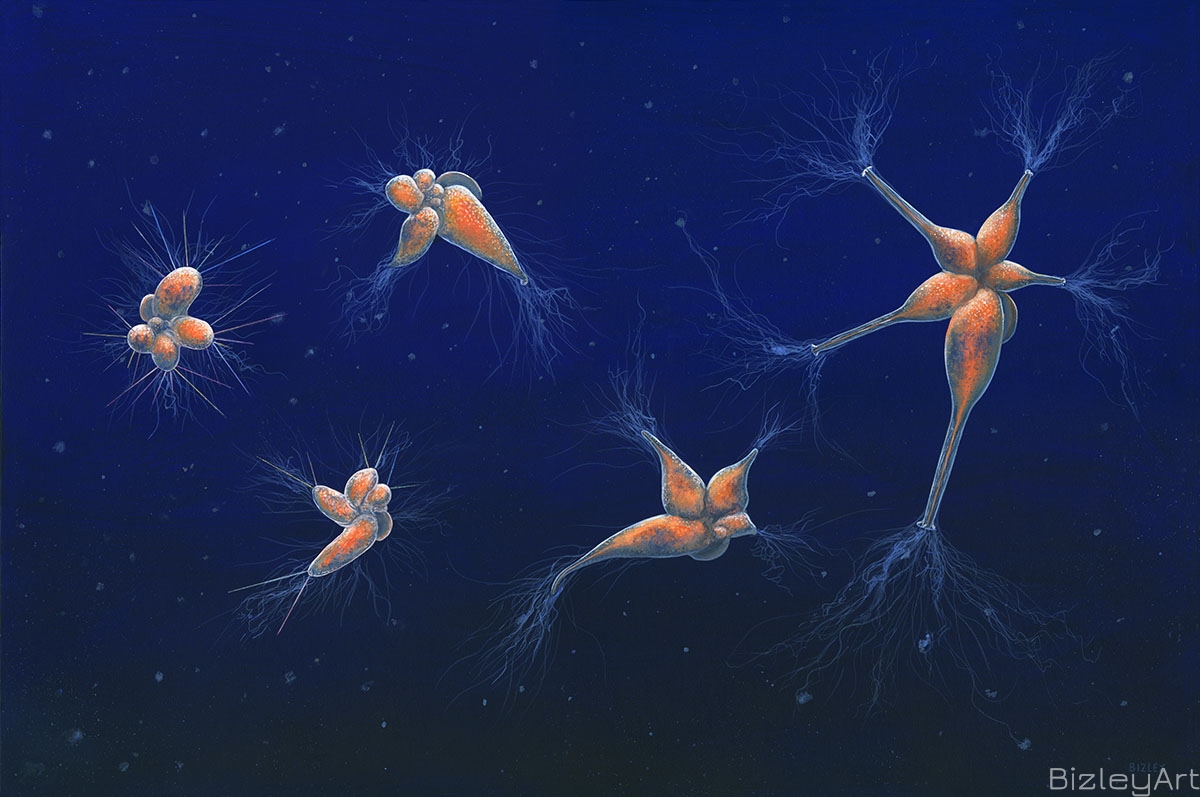 1805 Foram evolution